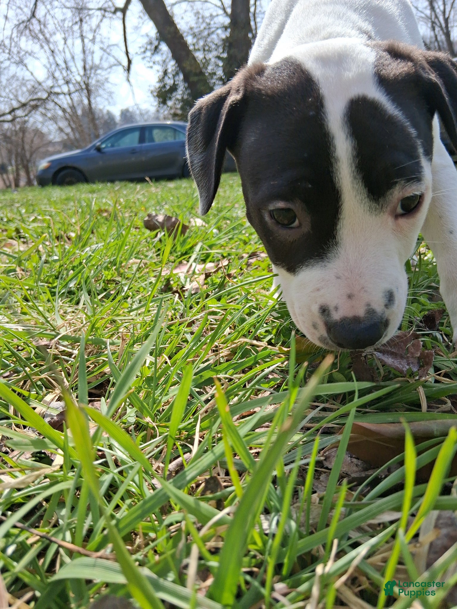 Mixed Breed dogs Campbell  - Ad 1