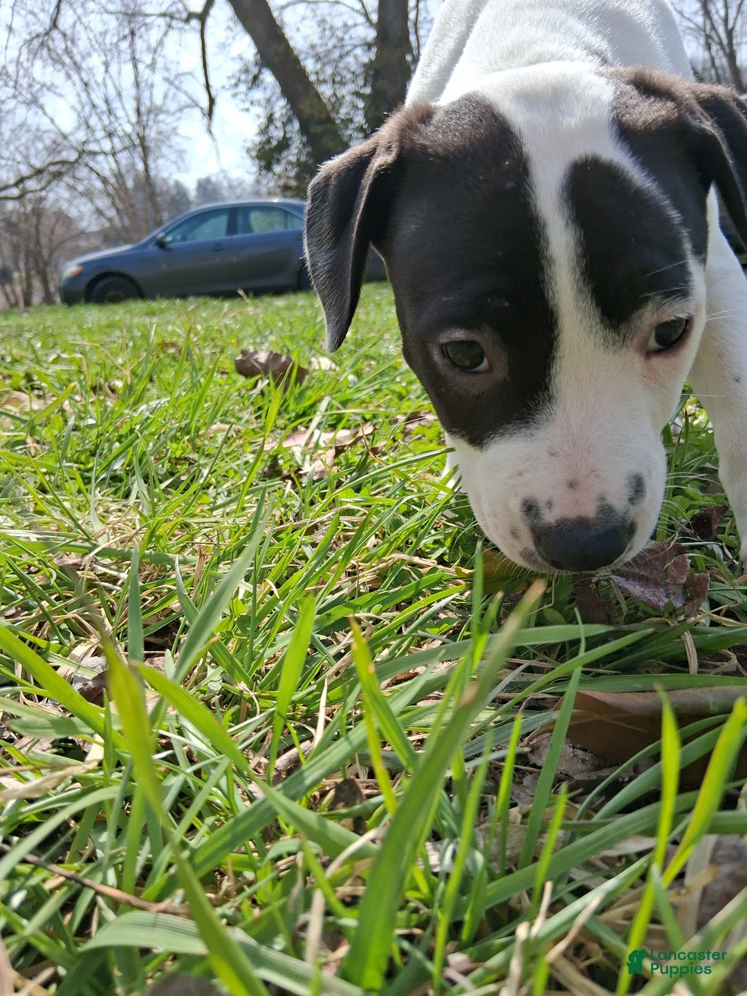 Mixed Breed dogs for sale: Campbell  - Ad 1