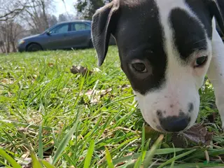 Mixed Breed dogs for sale: Campbell - Ad 3