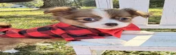 Chihuahua dogs for sale: Chihuahua 1 - Ad 3