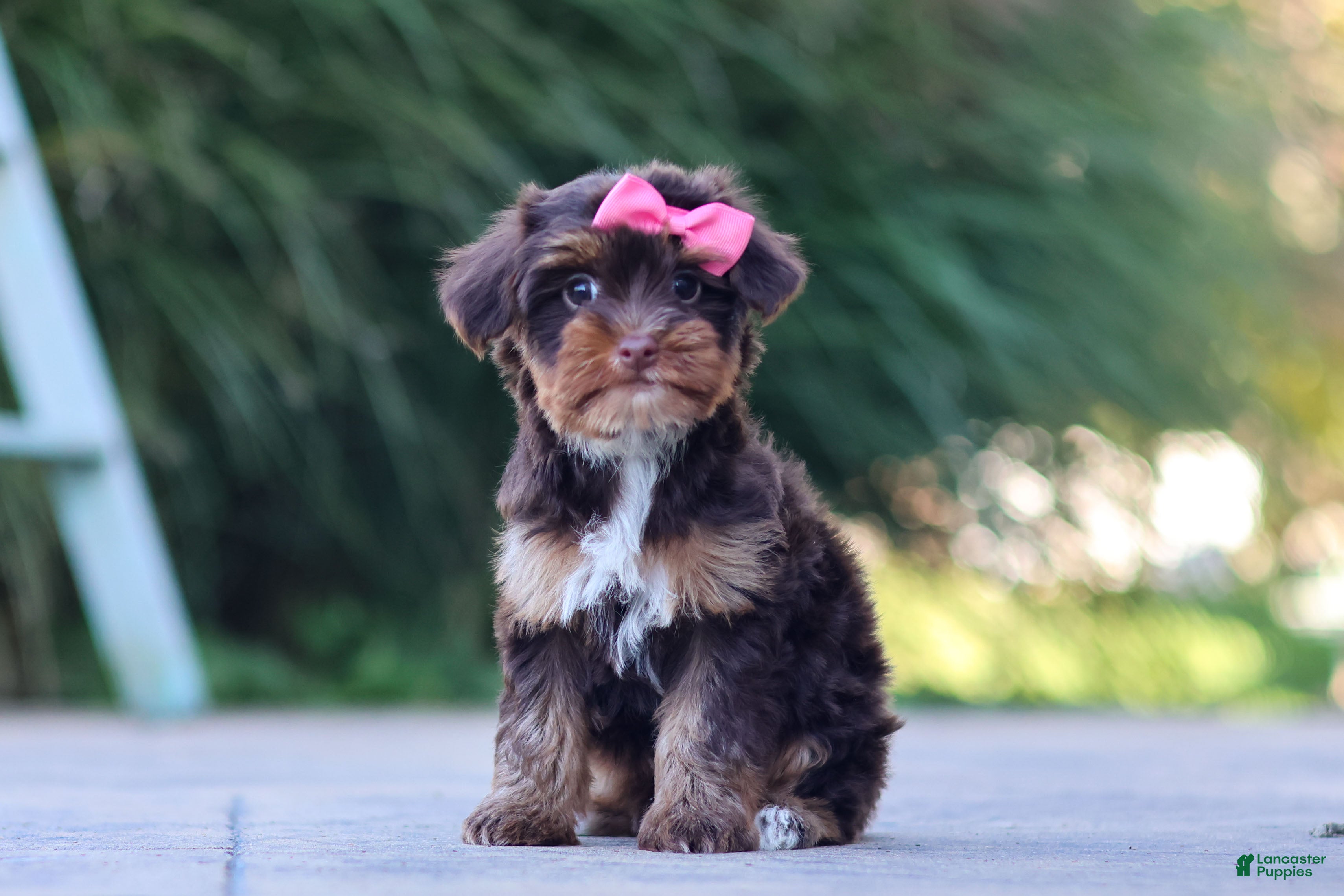 Yorkiepoo dogs Bon Bon - Ad 1
