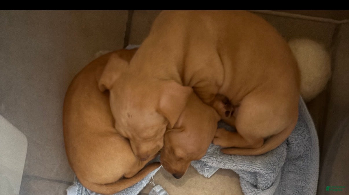 Mixed Breed dogs for sale: Mixed Breed 1 - Ad 36