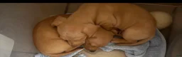 Mixed Breed dogs for sale: Mixed Breed 1 - Ad 1