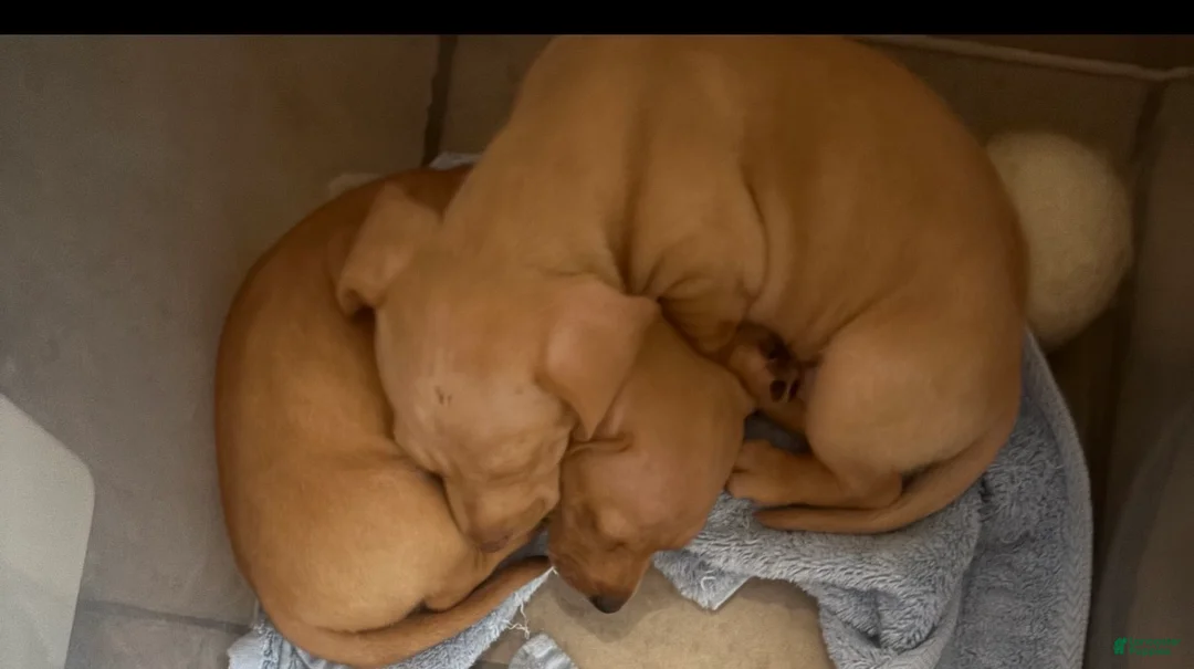 Mixed Breed dogs for sale: Mixed Breed 1 - Ad 1