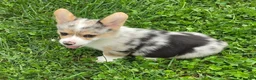 Welsh Corgi Pembroke dogs for sale: Stunning Stanley  - Ad 19