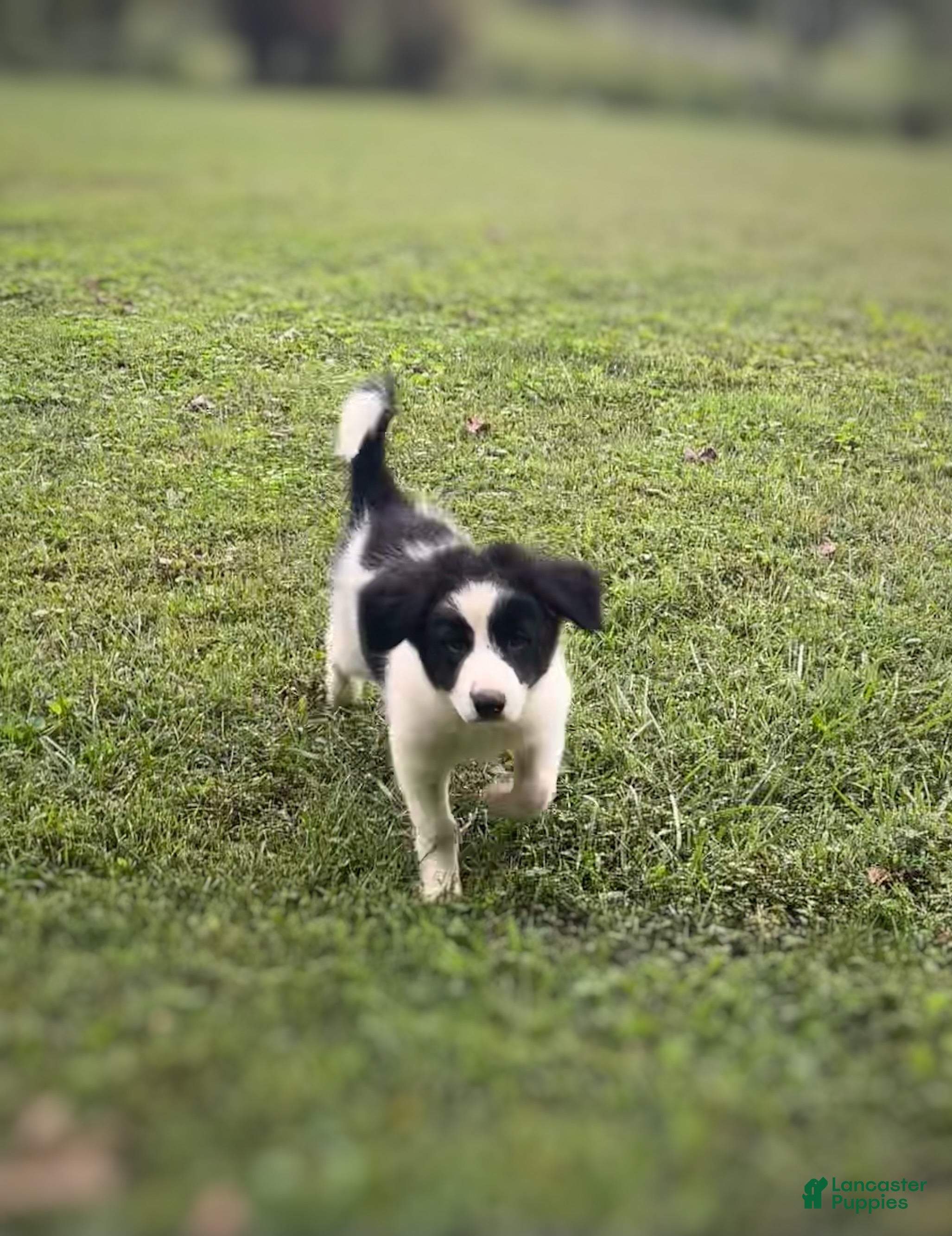 Mixed Breed dogs Huey - Ad 1
