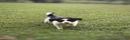 Mixed Breed dogs for sale: Huey - Ad 1