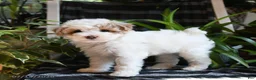 Bichpoo dogs for sale: Blossom - Ad 4