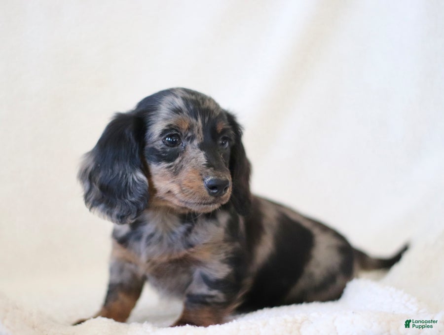 Miniature Dachshund dogs for sale: Whisper - Ad 4