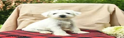 Miniature Schnauzer dogs for sale: Liam - Ad 3