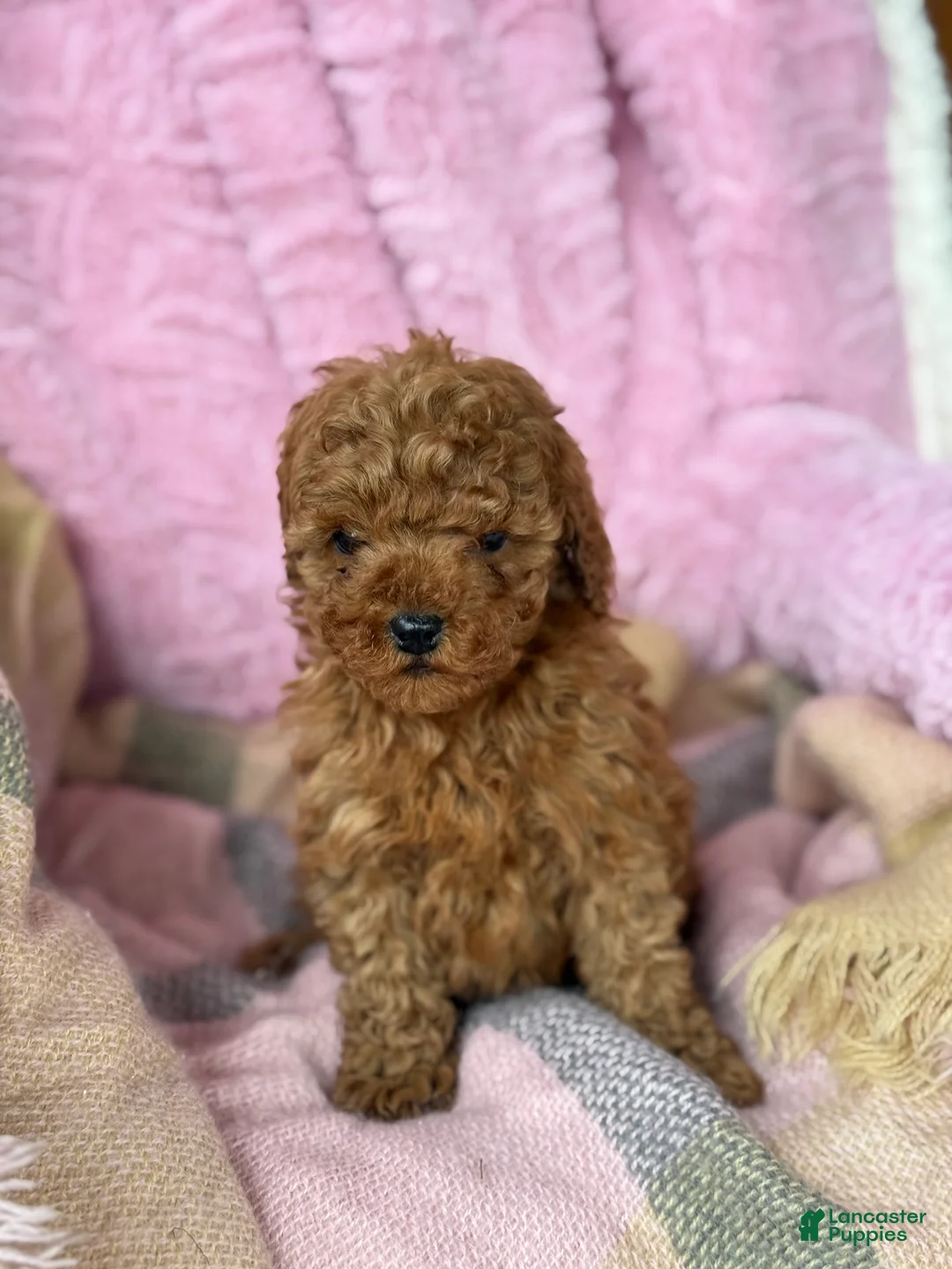 Toy Poodle dogs for sale: Nellie - Ad 4