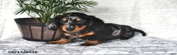 Miniature Dachshund dogs for sale: Dusty - Ad 4