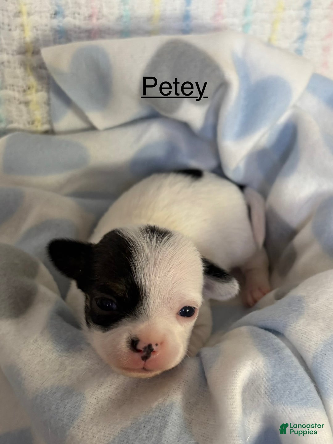 Chihuahua dogs for sale: Chihuahua Puppy 2 - Ad 3