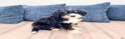 Mini Bernedoodle dogs for sale: Jasper - Ad 7