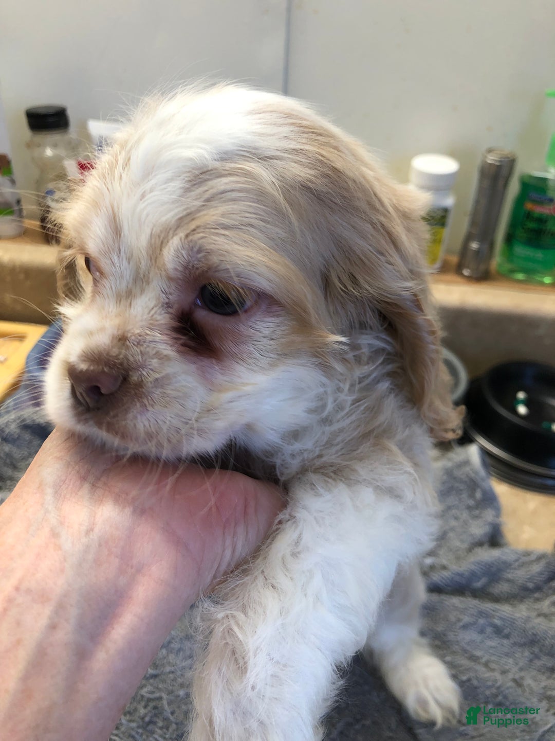 Cocker Spaniel dogs for sale: Vet checked perfect  - Ad 2