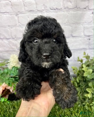 Cockapoo dogs Jackson Cockapoo  - Ad 40