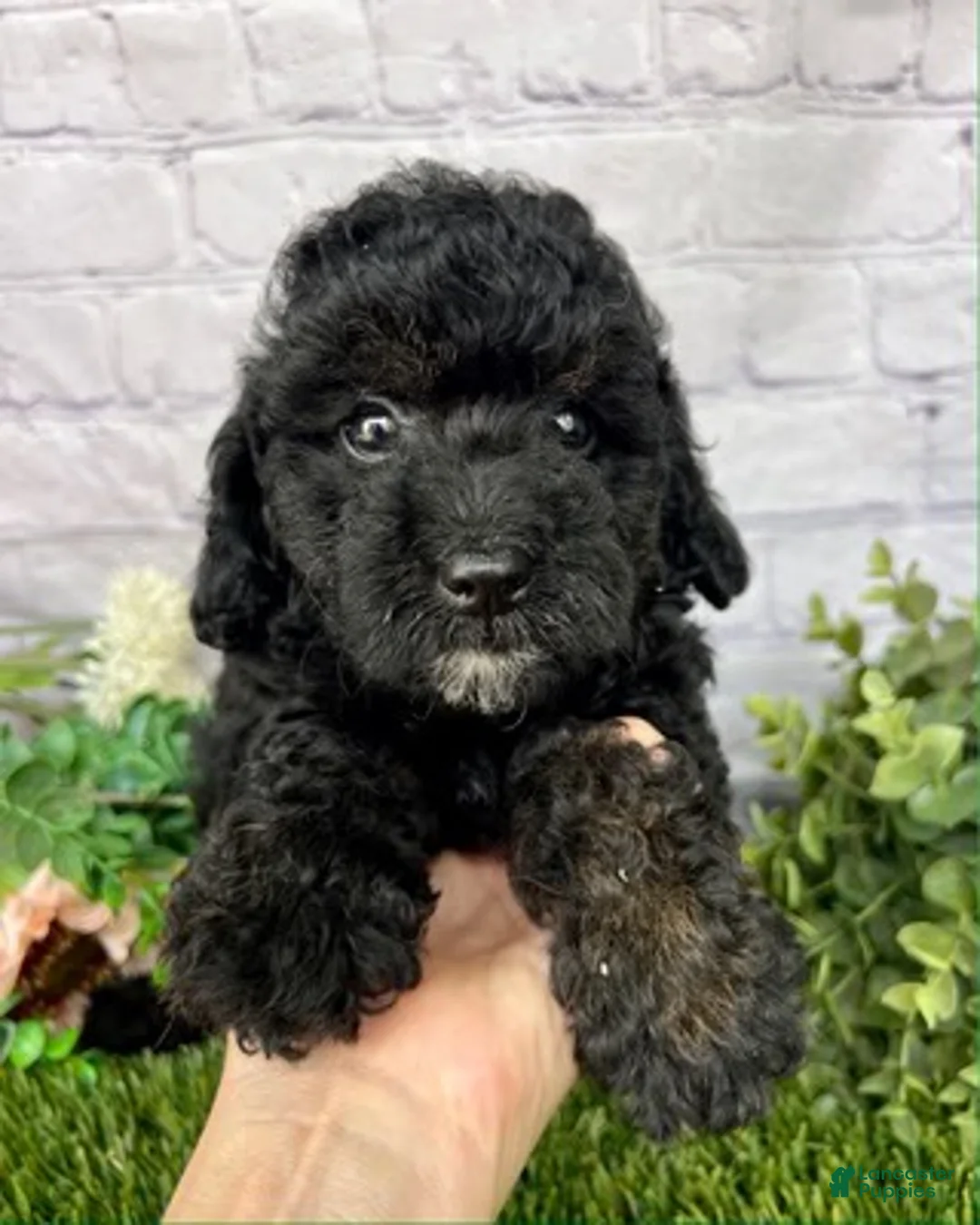 Cockapoo dogs for sale: Jackson Cockapoo  - Ad 1