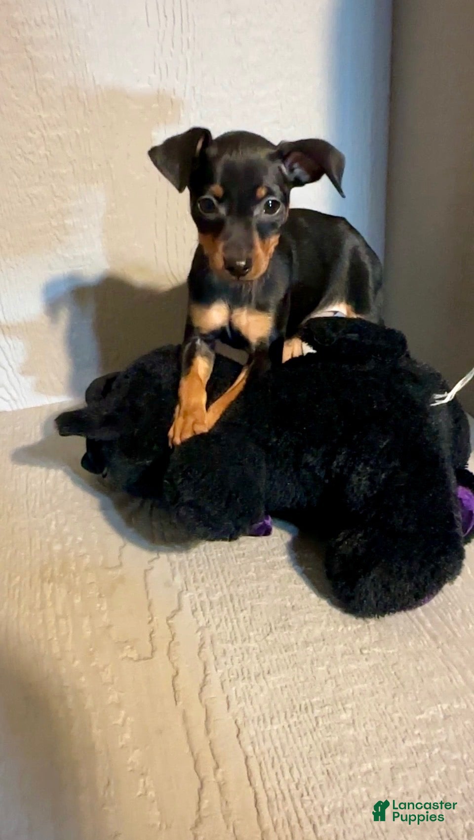 Miniature Pinscher dogs Breezy - Ad 1