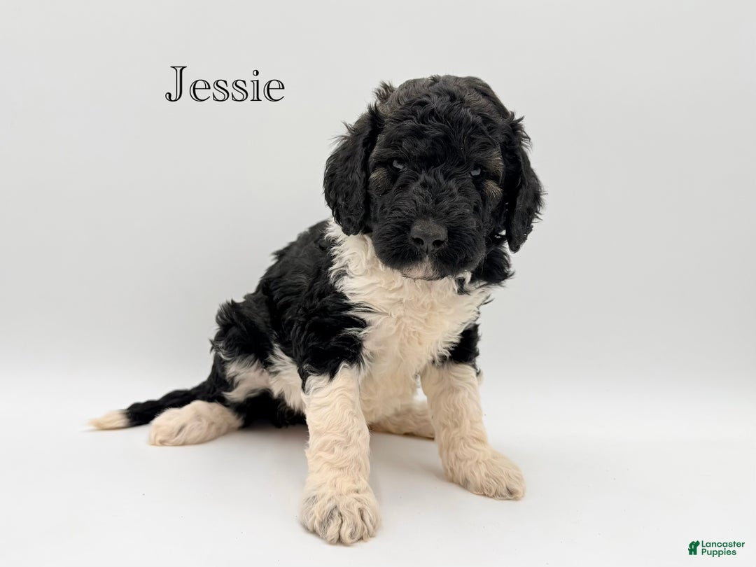 Goldendoodle dogs for sale: MALE- Bertram - Ad 8