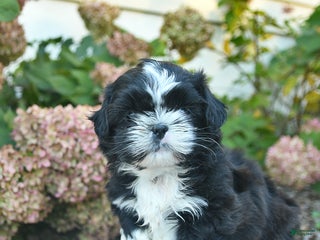 Shih Tzu dogs - Ad 42