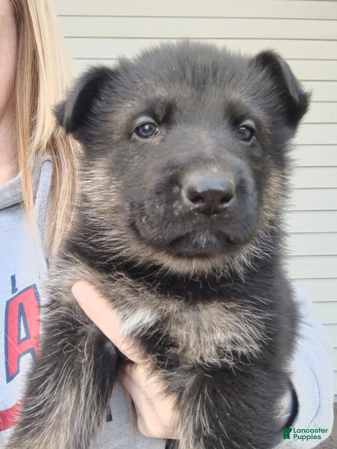 German Shepherd dogs for sale: Arora - Ad 2