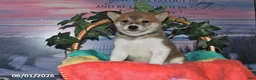Shiba Inu dogs for sale: Lela - Ad 5