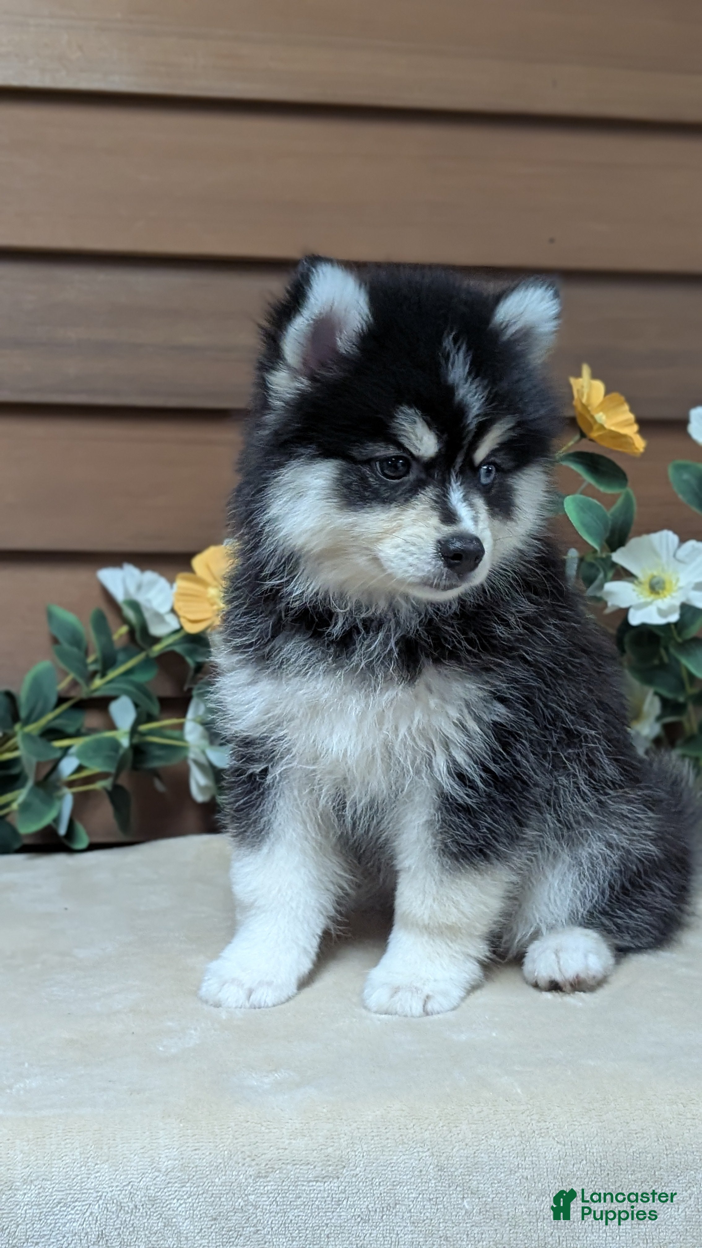 Pomsky dogs Prince - Ad 2