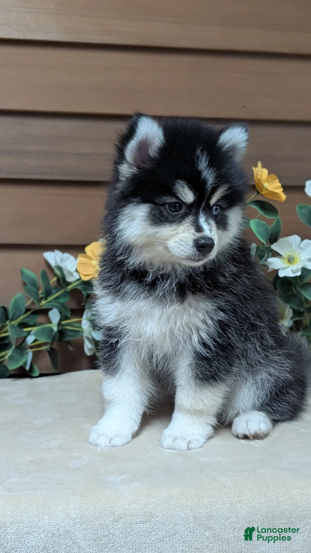 Pomsky dogs for sale: Prince - Ad 2