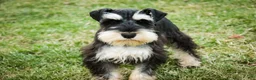 Miniature Schnauzer dogs for sale: Antonio - Ad 7
