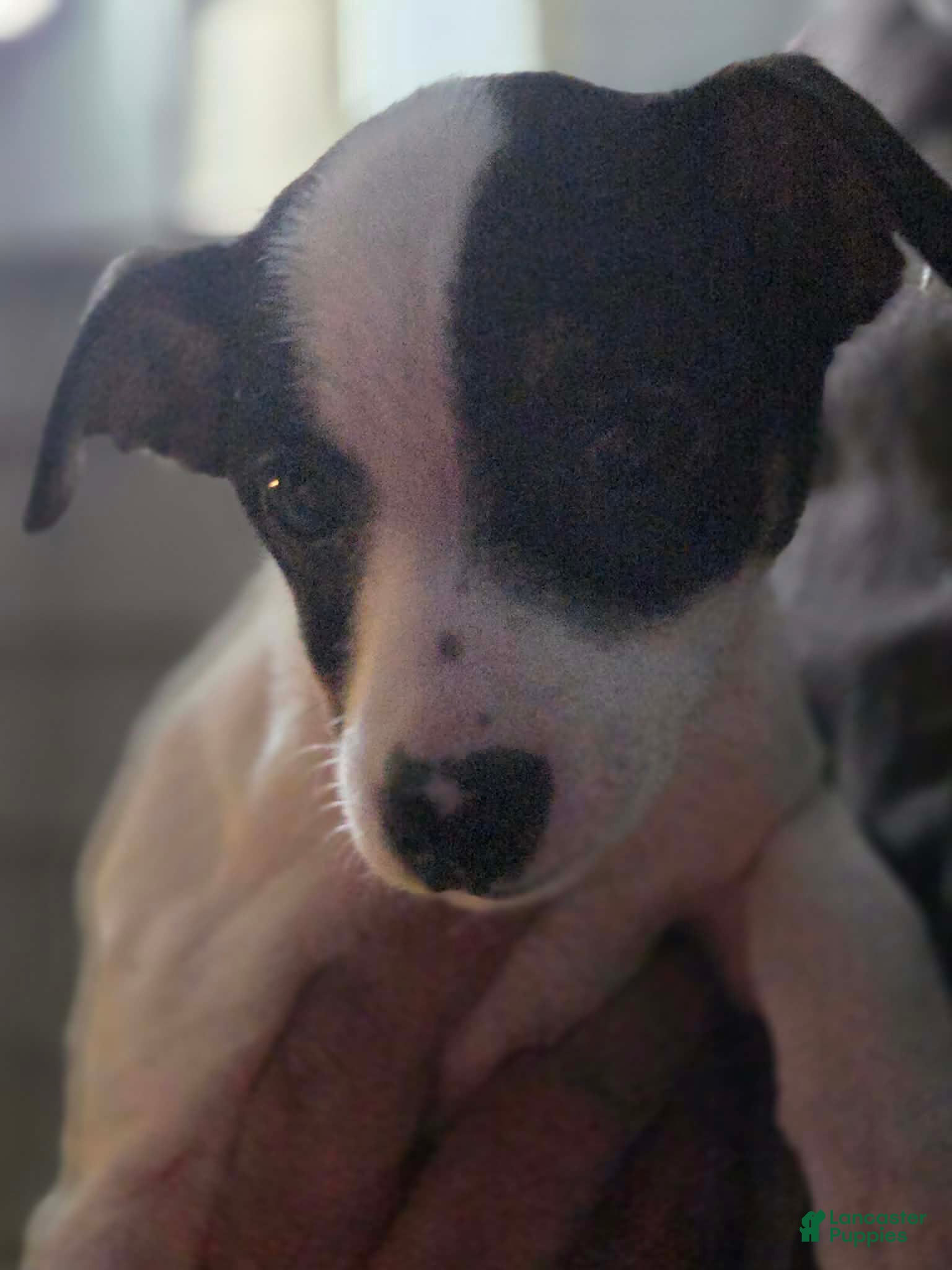 Mixed Breed dogs Mixed Breed Puppy 1 - Ad 19