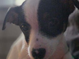 Mixed Breed dogs Mixed Breed Puppy 1 - Ad 8