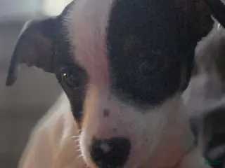 Mixed Breed dogs Mixed Breed Puppy 1 - Ad 41