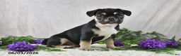 French Bulldog dogs for sale: Ike - Ad 3
