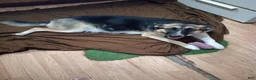 Mixed Breed dogs for sale: Mixed Breed 5 - Ad 2