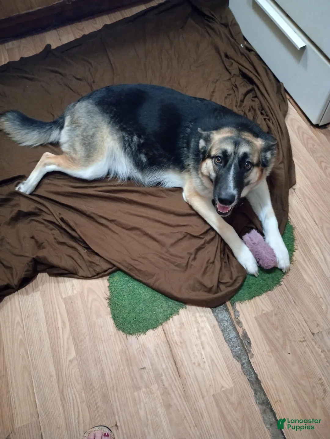 Mixed Breed dogs for sale: Mixed Breed 5 - Ad 2