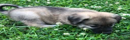 Mixed Breed dogs for sale: Sweetness $150 - Ad 7