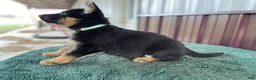 German Shepherd dogs for sale: German Shepherd Puppy 6 Twila - Ad 4
