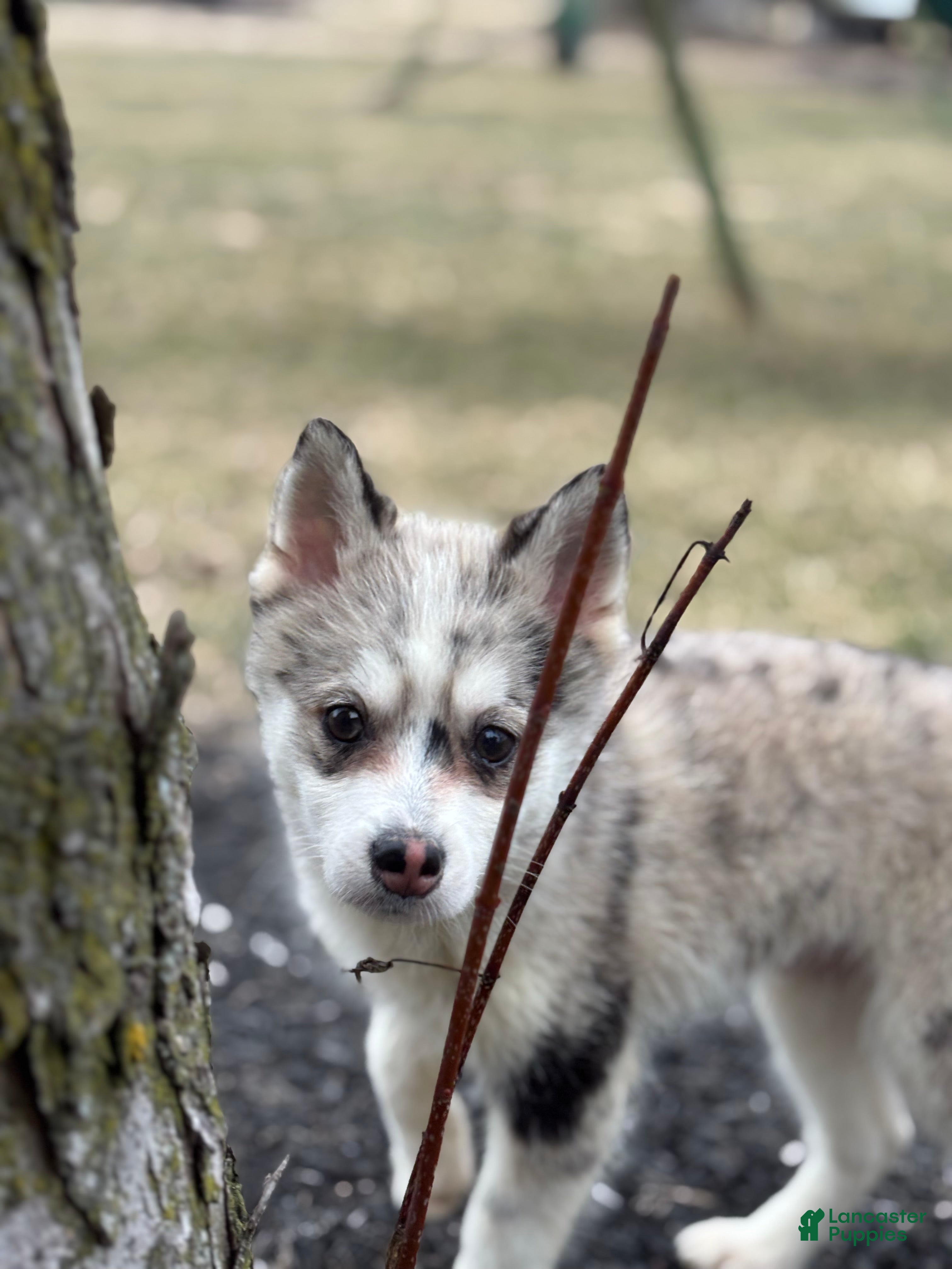 Pomsky dogs Timothy - Ad 2