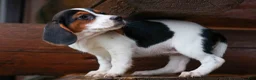 Beagle dogs for sale: Dolly💗 - Ad 14