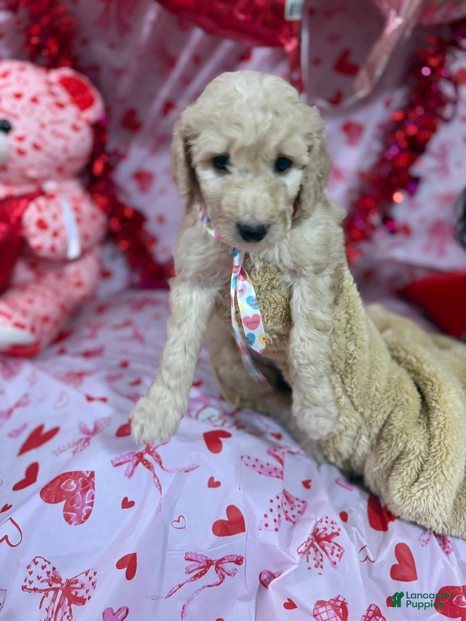 Goldendoodle dogs Goldendoodle Puppy 3 - Ad 17