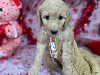 Goldendoodle dogs Goldendoodle Puppy 3 - Ad 12