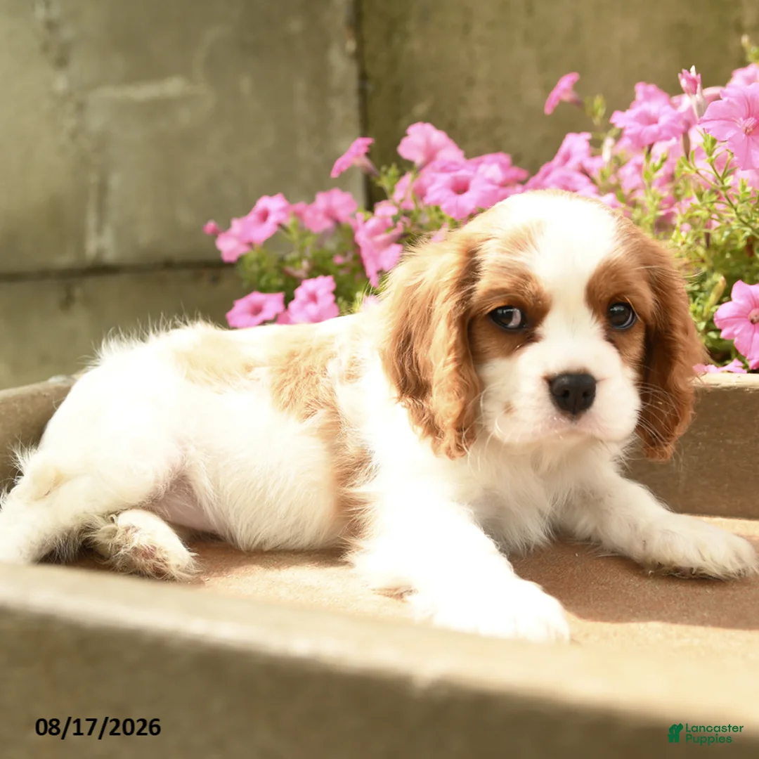 Cavalier King Charles Spaniel dogs for sale: Aggie - Ad 2
