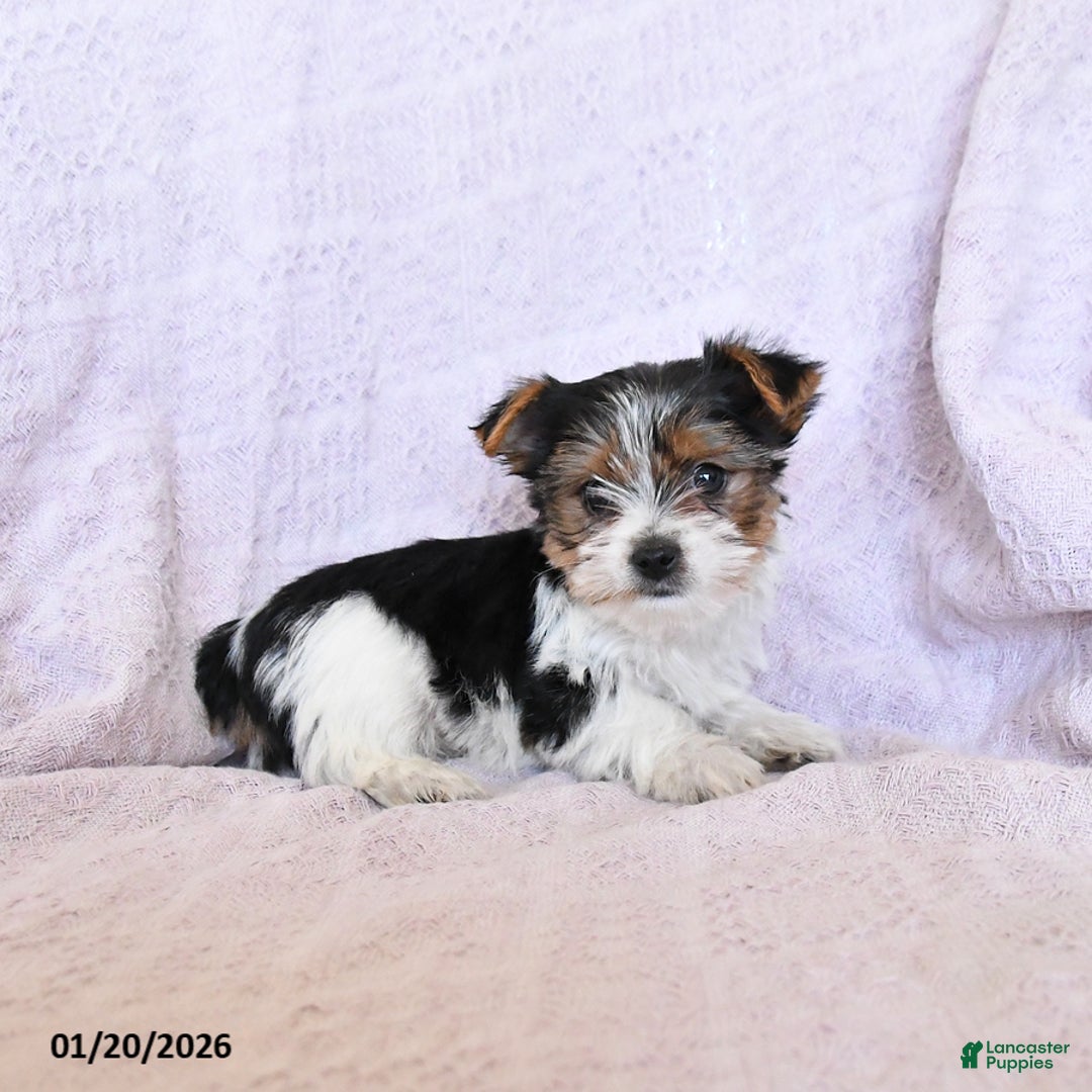 Yorkshire Terrier dogs for sale: Oreo  Extra Small - Ad 3