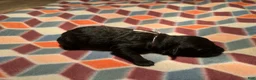 Giant Schnauzer dogs for sale: Ember - Ad 4
