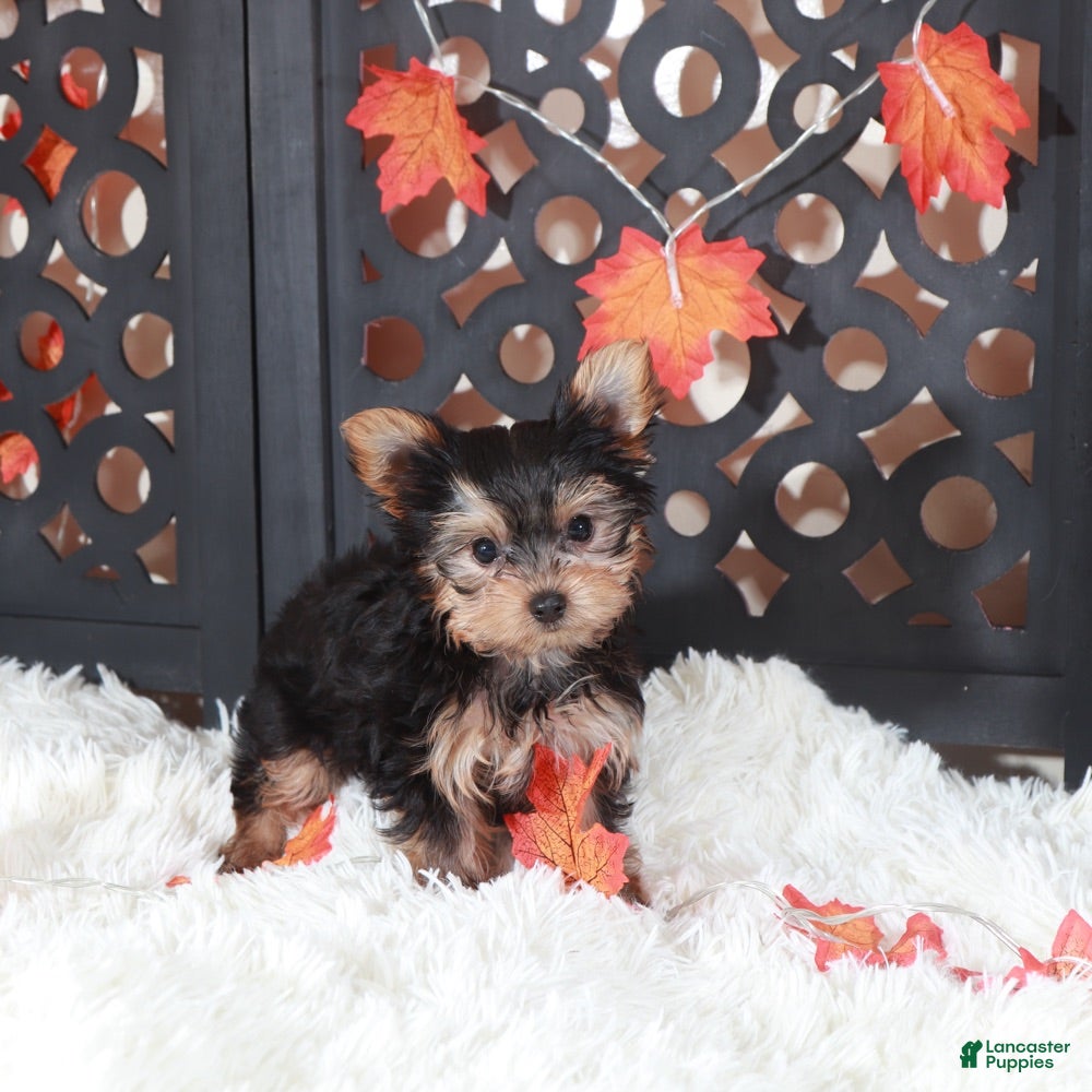 Yorkshire Terrier dogs Carolina - Ad 33