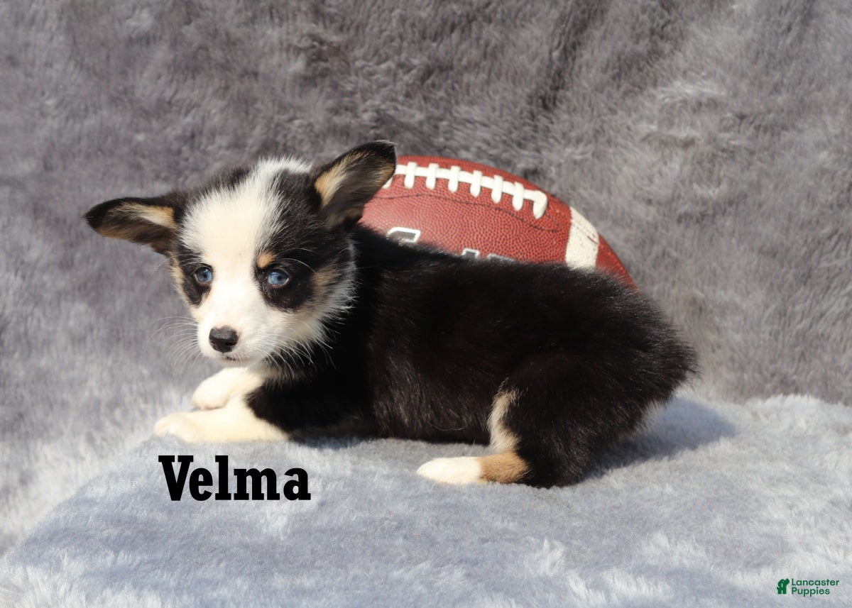 Welsh Corgi Pembroke dogs Velma - Ad 2