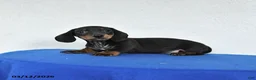 Miniature Dachshund dogs for sale: Marty - Ad 3