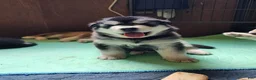 Alaskan Malamute dogs for sale: Meet Hex, she is a red white akc Alaskan malamute female. Lovable and fun to play with.  - Ad 18