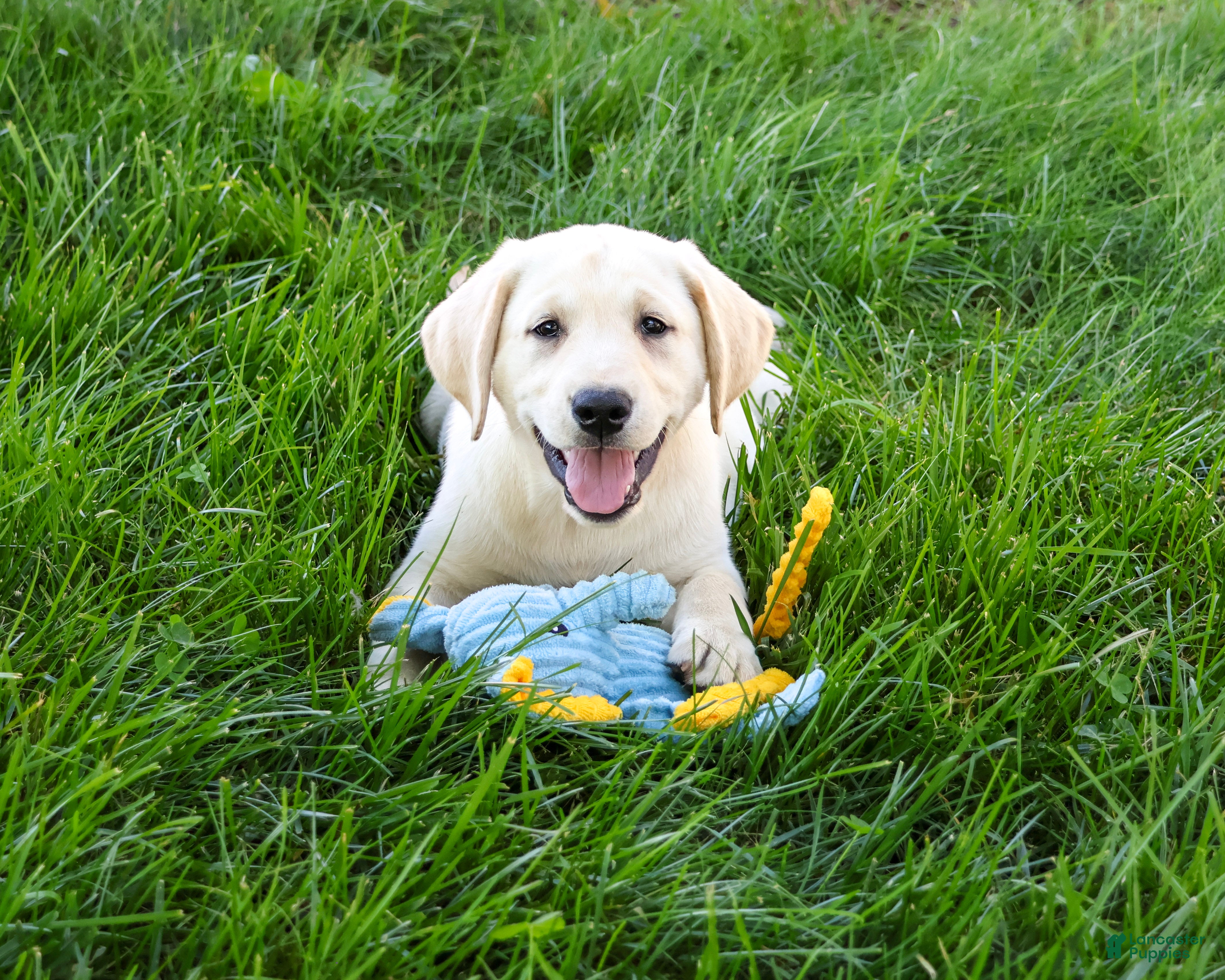 Rodney, Labrador Retriever