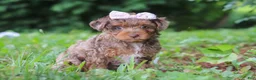 Yorkiepoo dogs for sale: Lexi - Ad 4